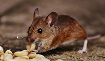 24 Hour & Emergency Exterminators in Morgantown, PA